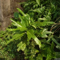 Codiaeum variegatum (L.) Rumph. ex A.Juss.